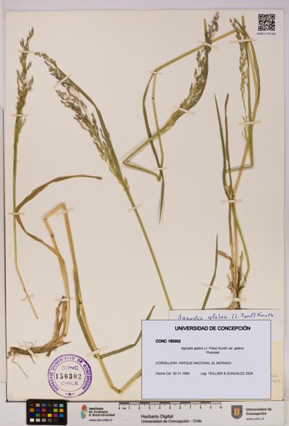 Agrostis glabra var. glabra [Espécimen: UDEC:CONC:0150302]