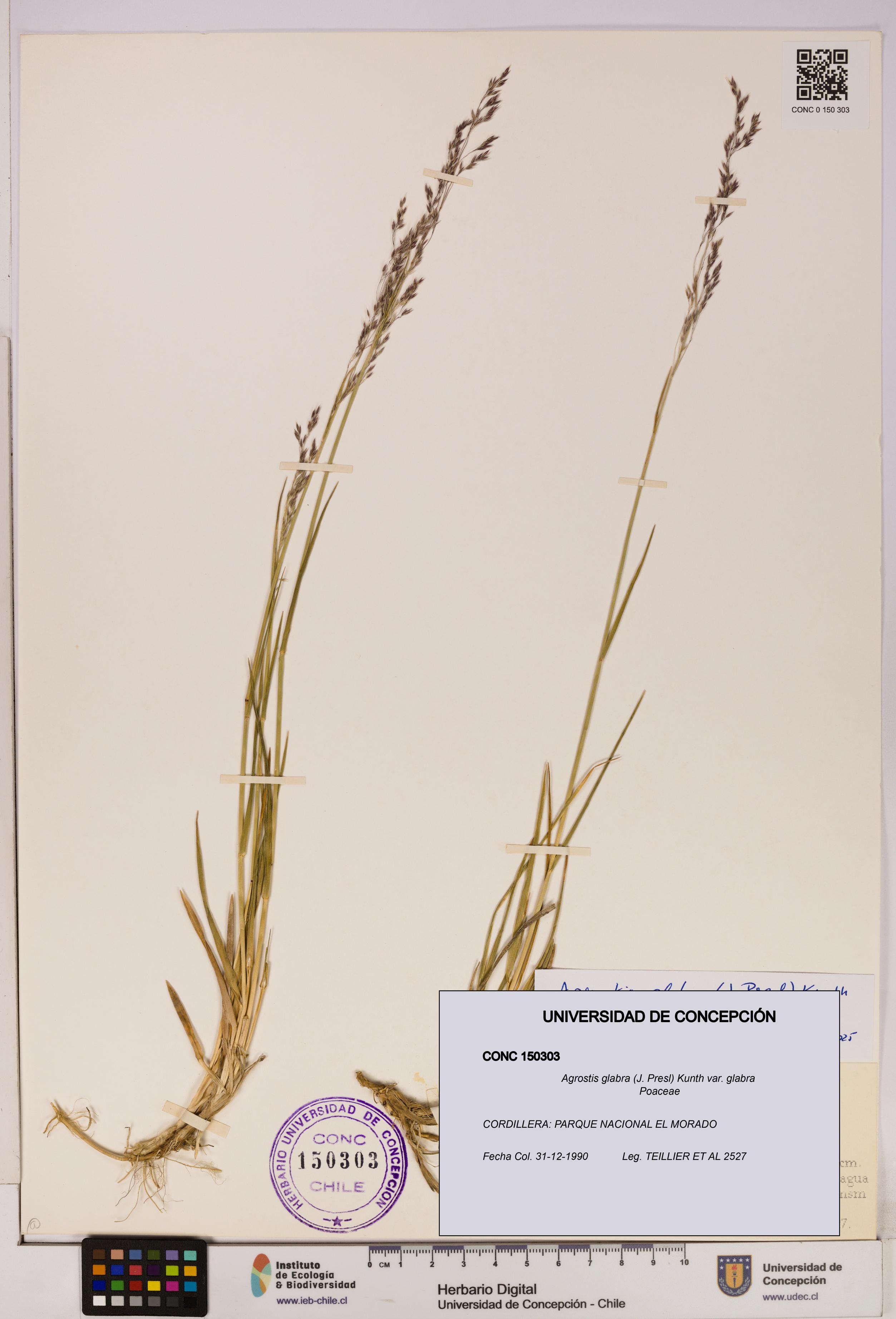 Agrostis glabra var. glabra [Espécimen: UDEC:CONC:0150303]