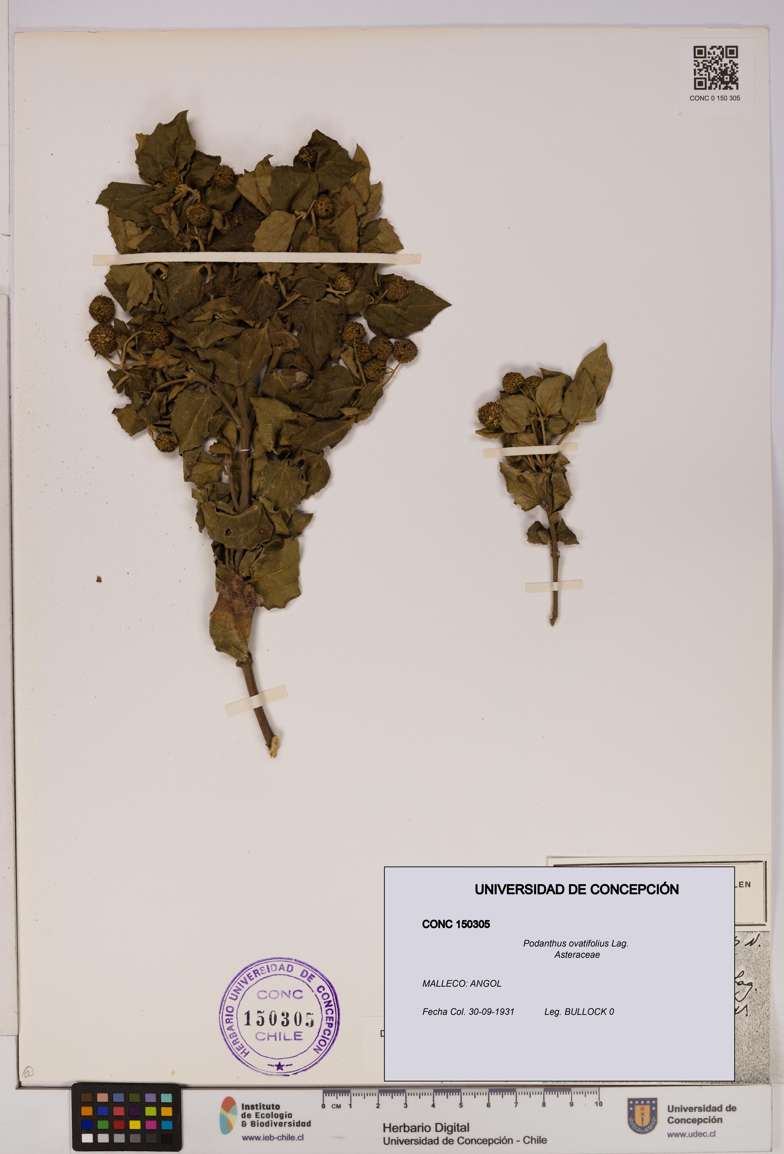 Podanthus ovatifolius [Espécimen: ]
