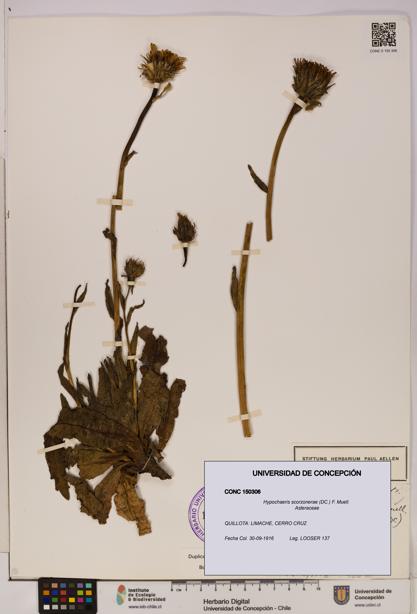 Hypochaeris scorzonerae [Espécimen: UDEC:CONC:0150306]