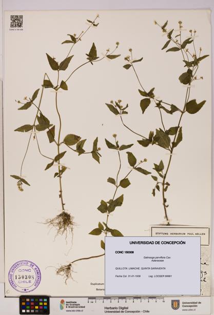 Galinsoga parviflora [Espécimen: UDEC:CONC:0150308]