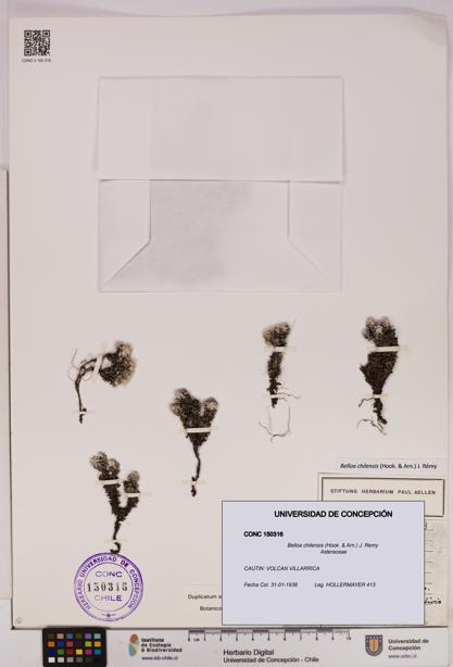 Belloa chilensis [Espécimen: UDEC:CONC:0150316]