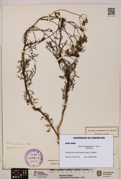 Senecio anthemidiphyllus [Espécimen: UDEC:CONC:0150319]
