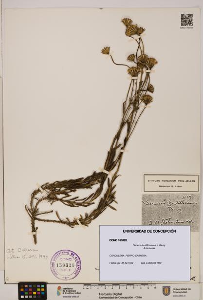 Senecio bustillosianus [Espécimen: UDEC:CONC:0150320]