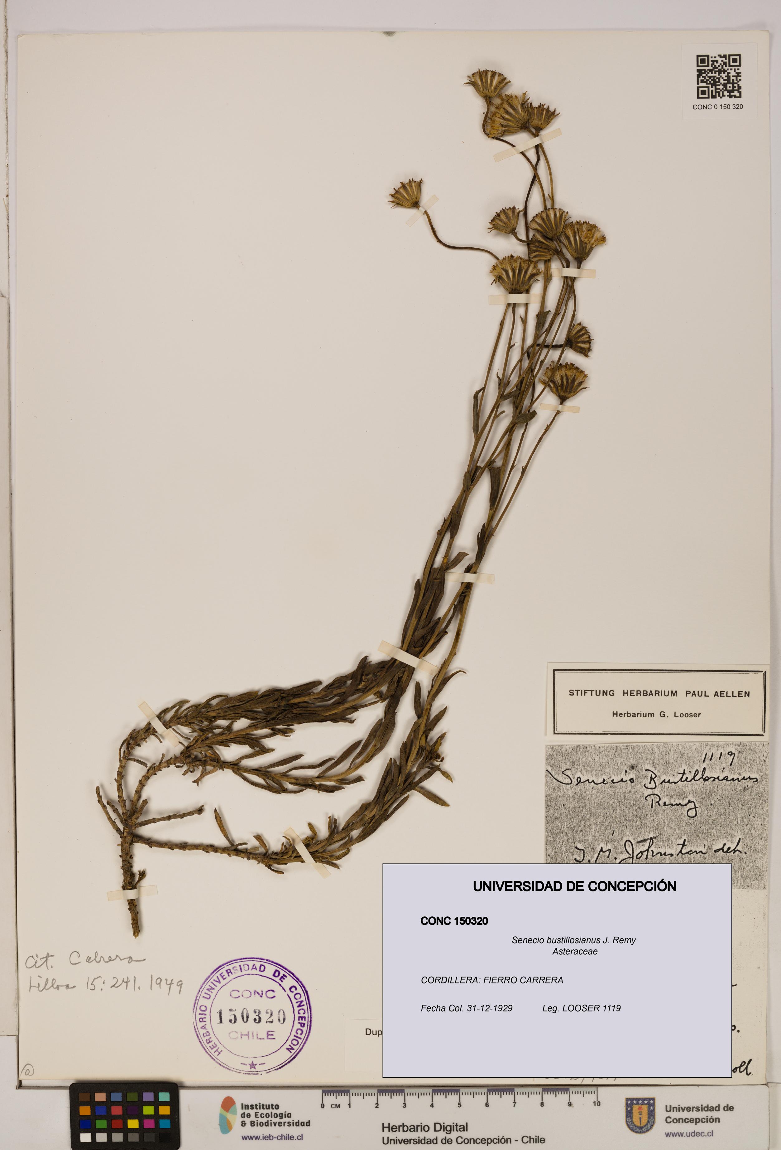 Senecio bustillosianus [Espécimen: UDEC:CONC:0150320]
