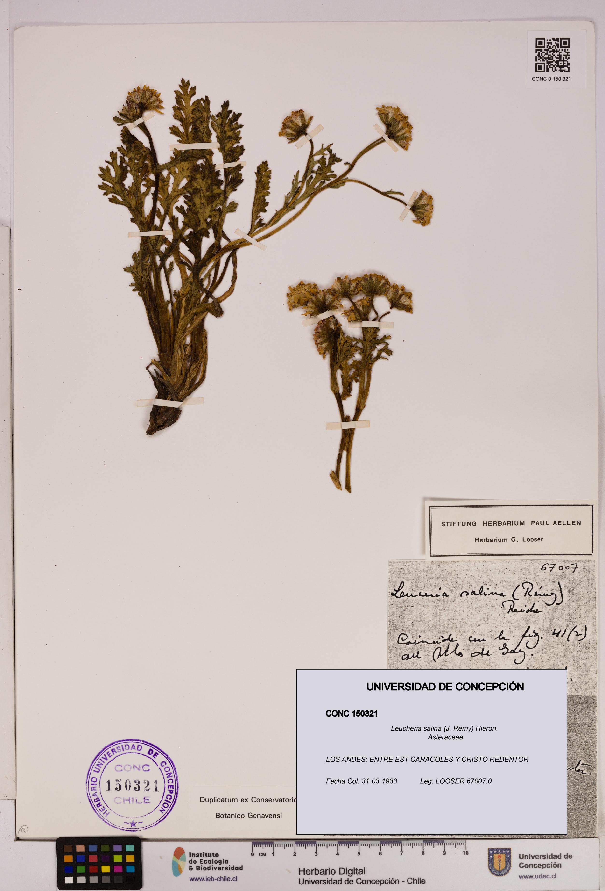 Leucheria salina [Espécimen: UDEC:CONC:0150321]