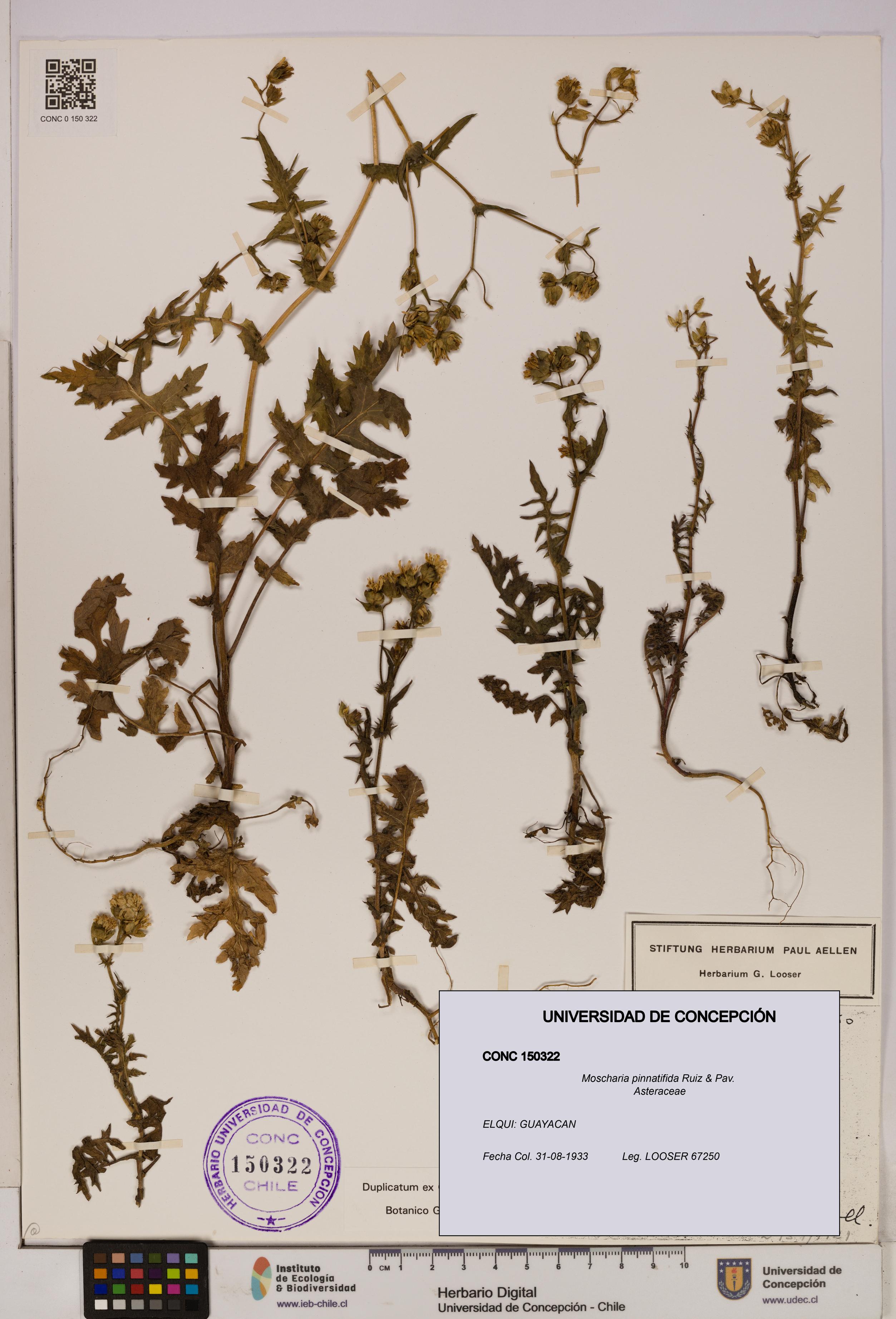 Moscharia pinnatifida [Espécimen: UDEC:CONC:0150322]