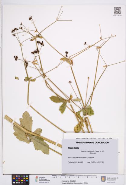 Sanicula crassicaulis [Espécimen: ]