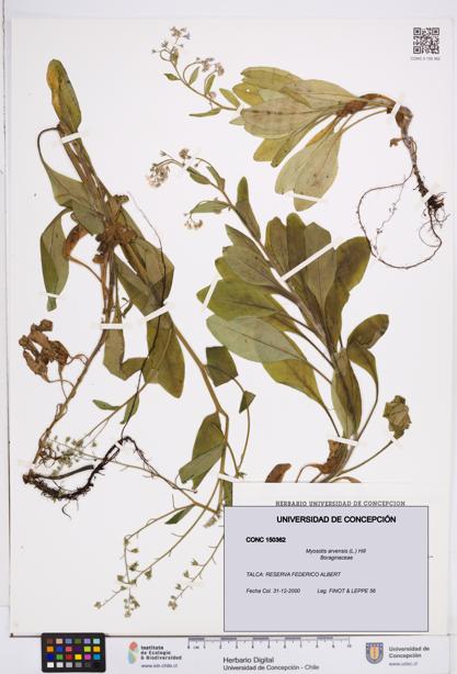 Myosotis arvensis [Espécimen: ]