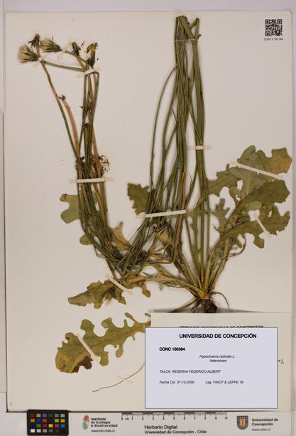 Hypochaeris radicata [Espécimen: UDEC:CONC:0150364]