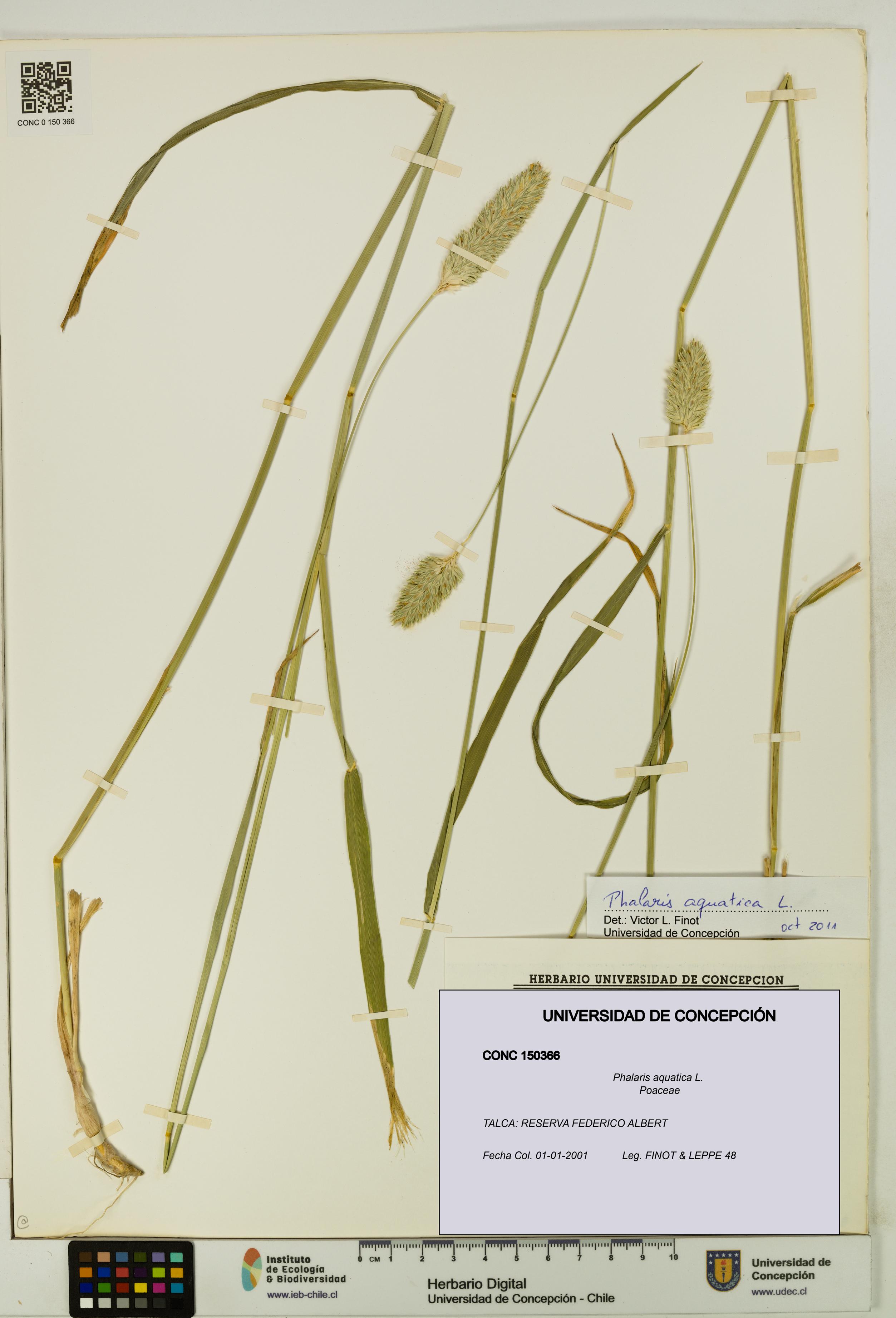 Phalaris aquatica [Espécimen: UDEC:CONC:0150366]