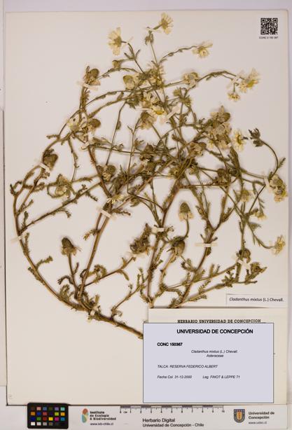 Cladanthus mixtus [Espécimen: UDEC:CONC:0150367]