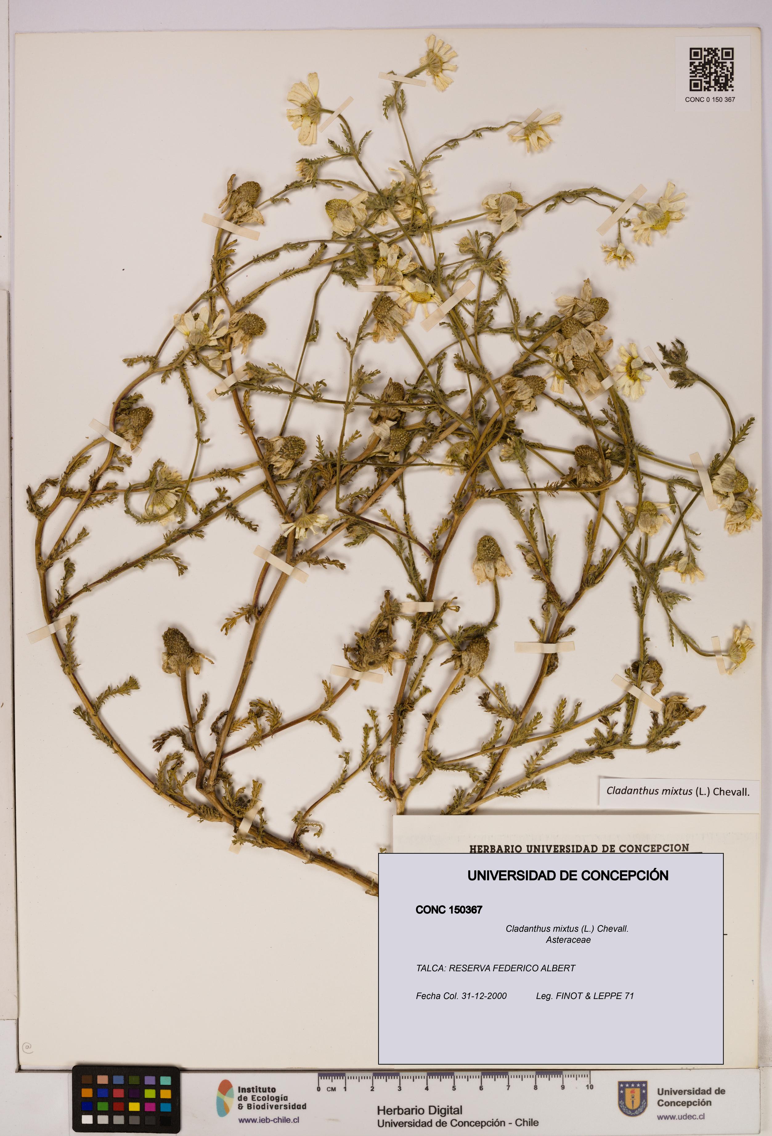 Cladanthus mixtus [Espécimen: UDEC:CONC:0150367]