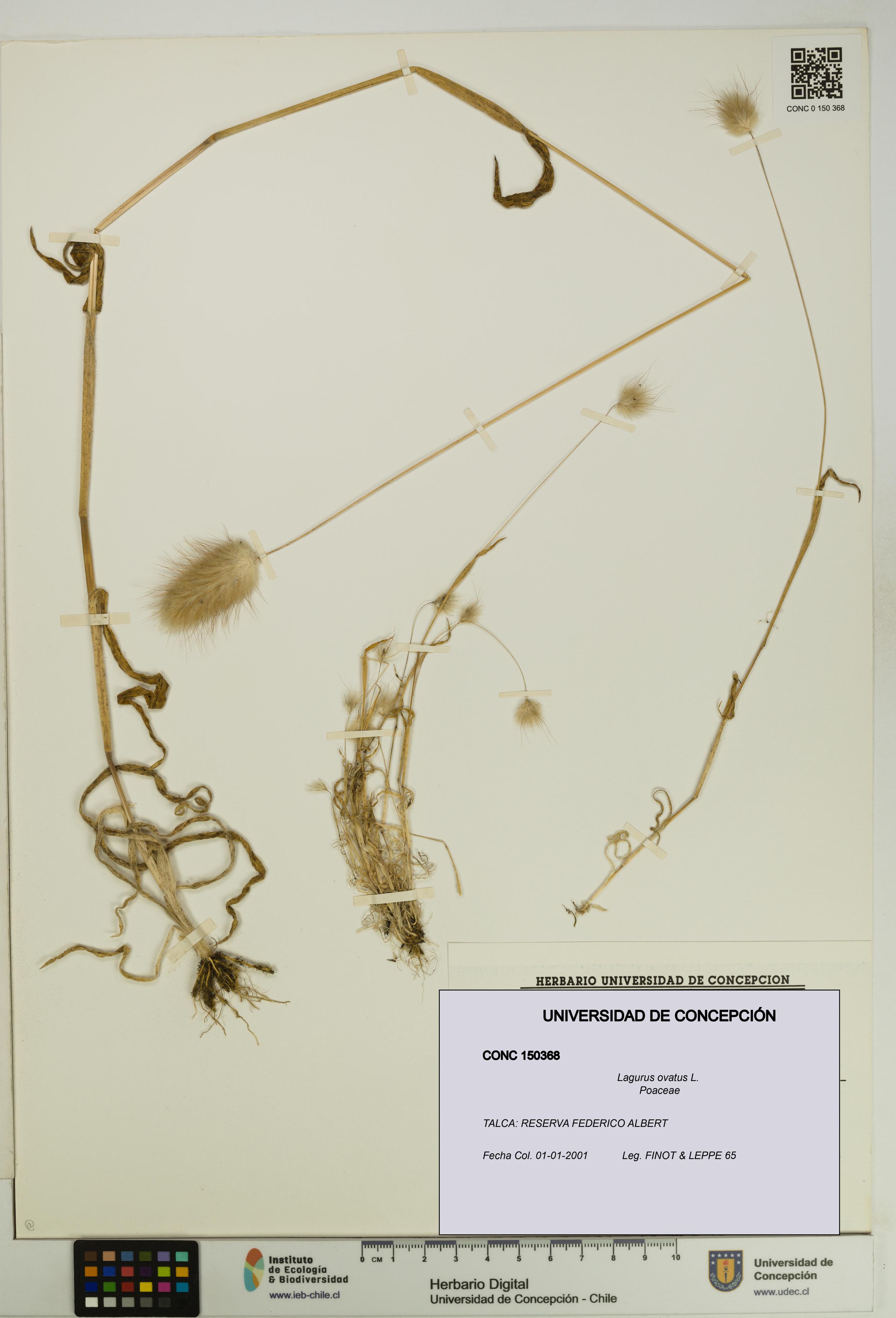 Lagurus ovatus [Espécimen: UDEC:CONC:0150368]