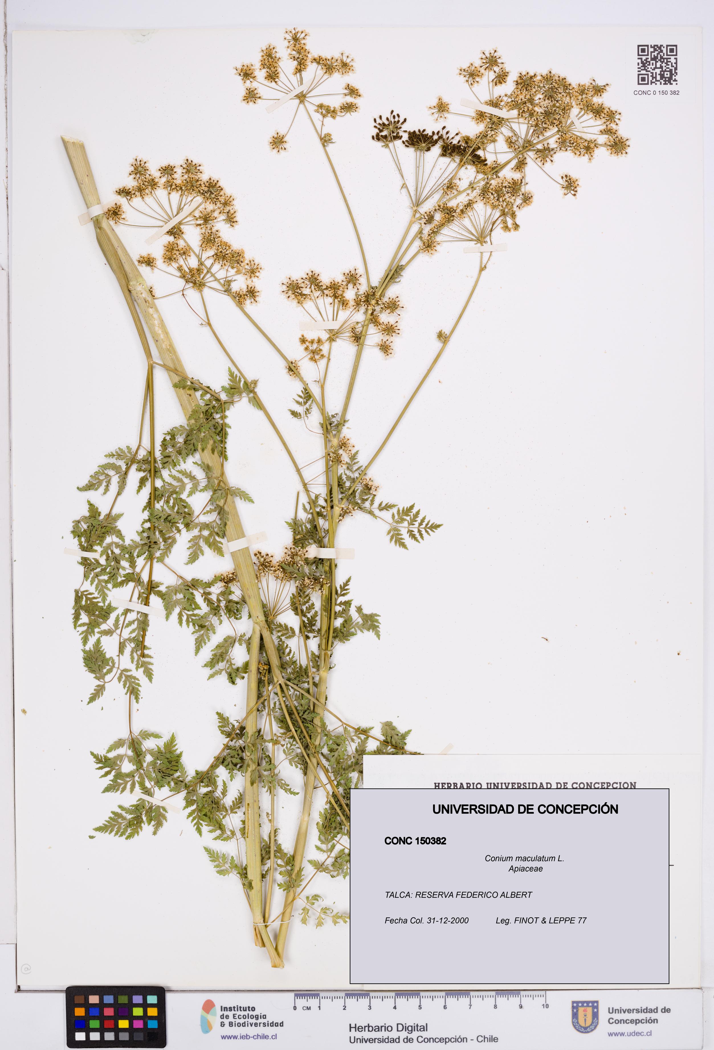 Conium maculatum [Espécimen: ]