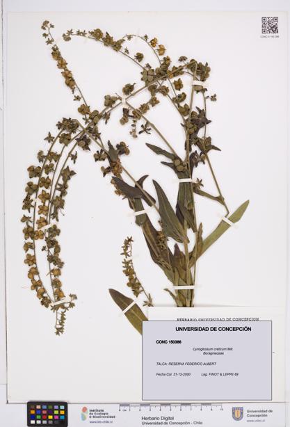 Cynoglossum creticum [Espécimen: ]