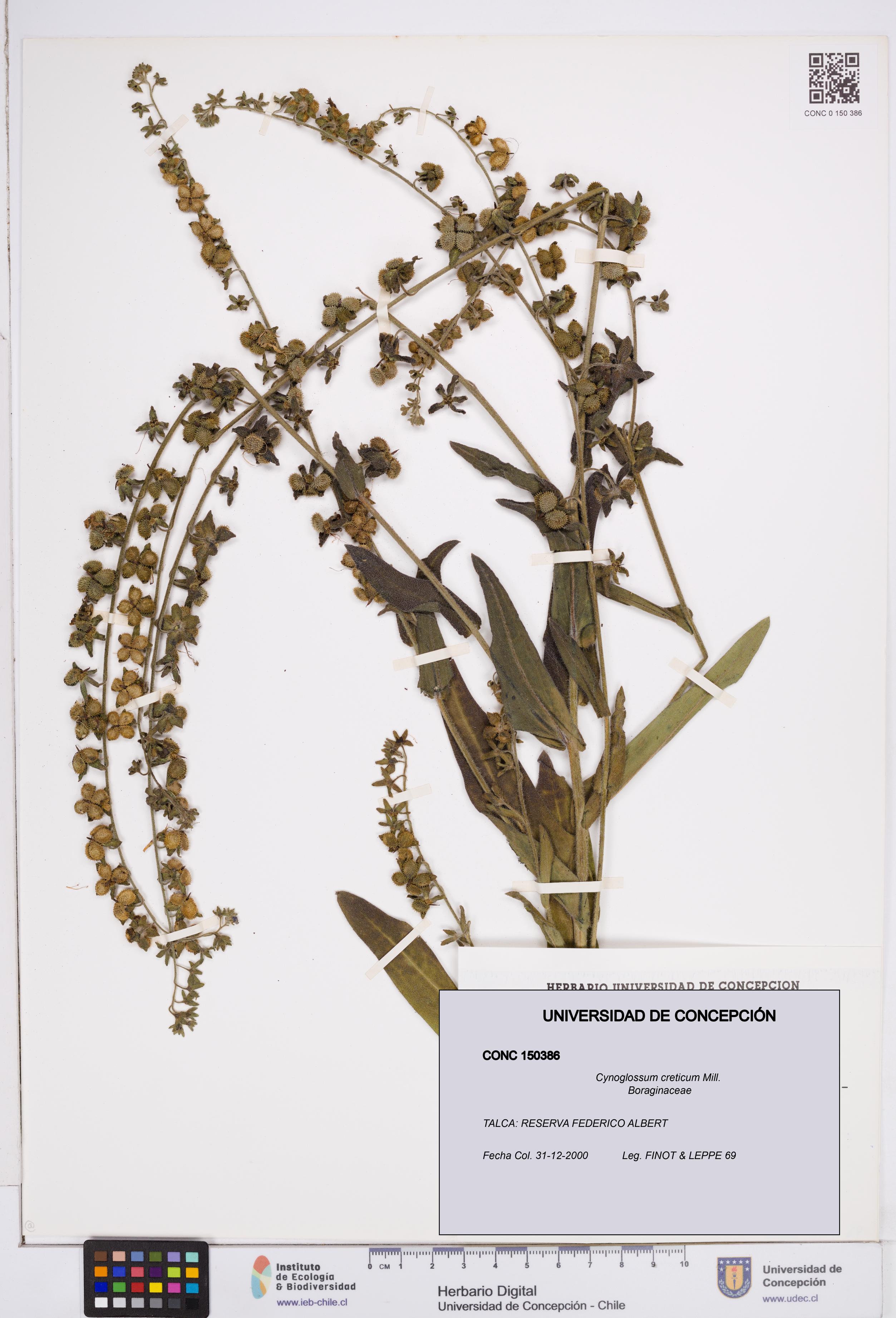 Cynoglossum creticum [Espécimen: ]