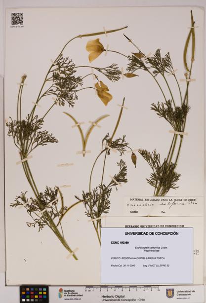 Eschscholzia californica [Espécimen: UDEC:CONC:0150389]