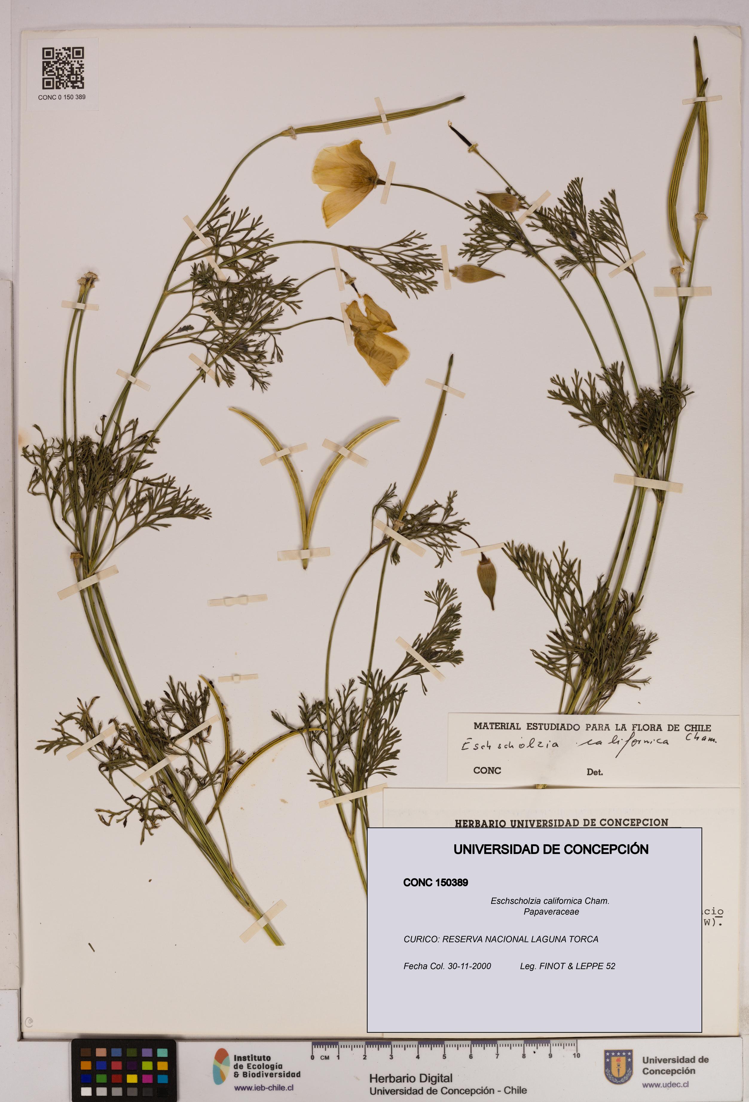 Eschscholzia californica [Espécimen: UDEC:CONC:0150389]