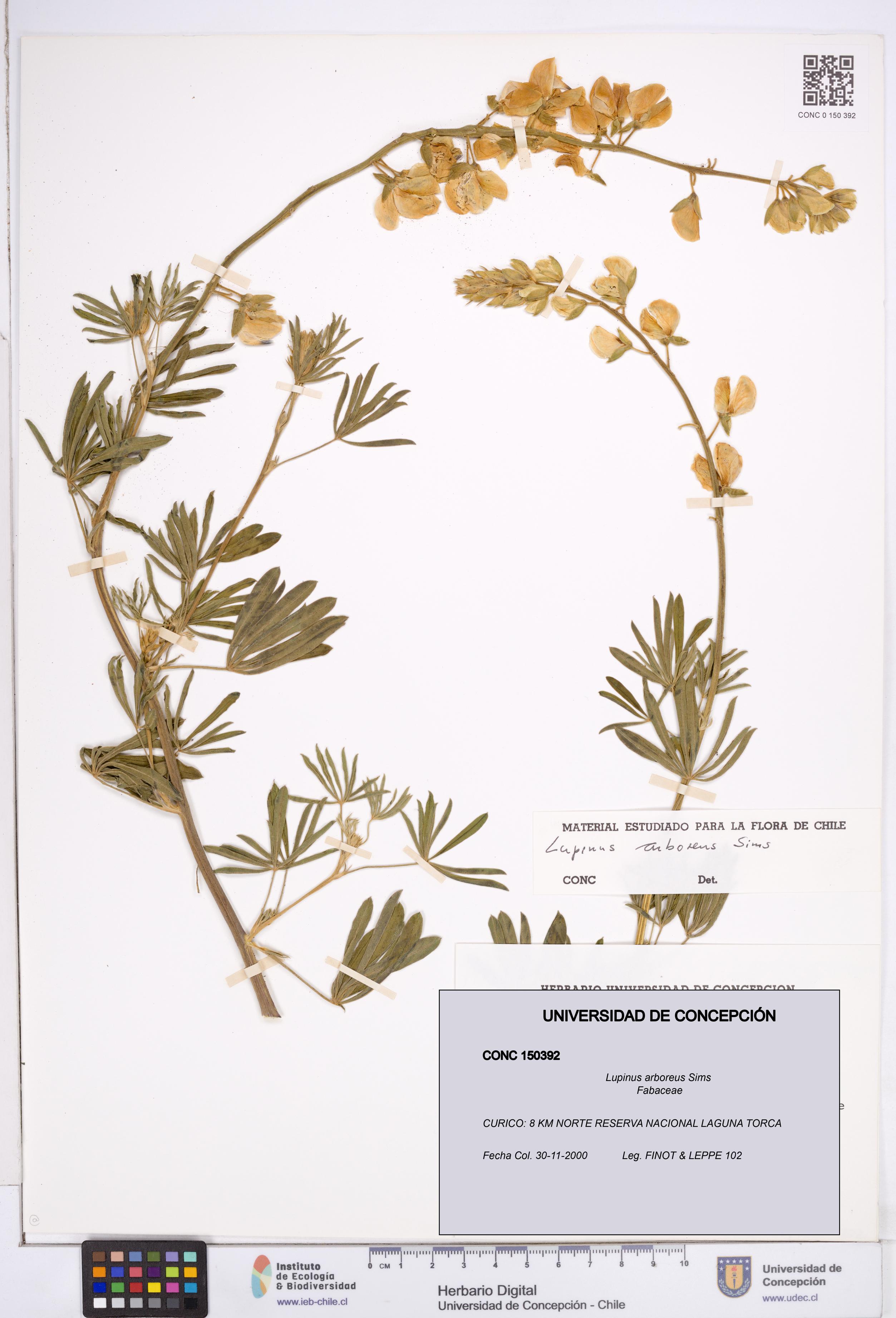 Lupinus arboreus [Espécimen: ]