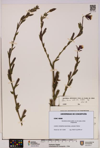 Oenothera stricta subsp. stricta [Espécimen: UDEC:CONC:0150393]
