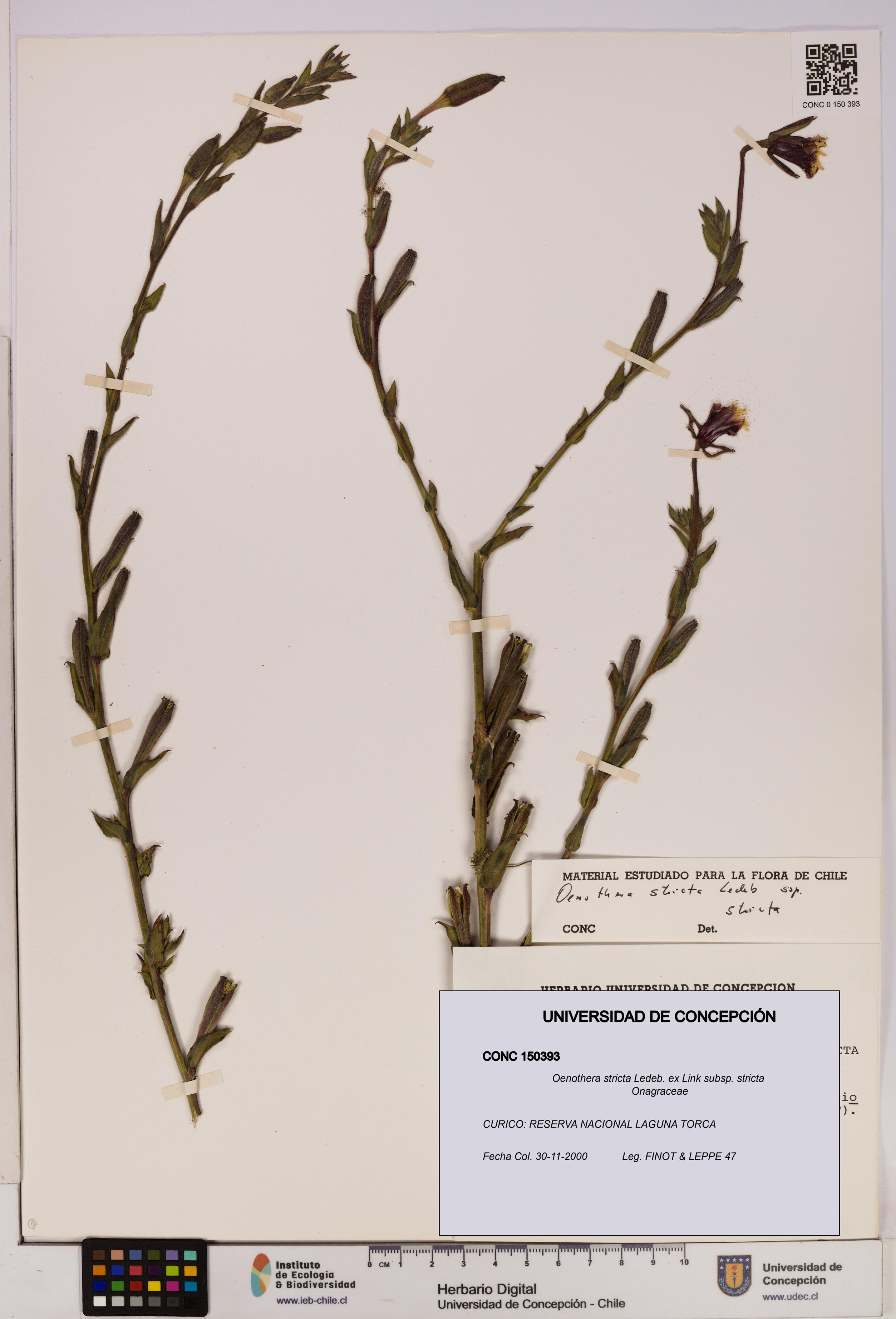 Oenothera stricta subsp. stricta [Espécimen: UDEC:CONC:0150393]