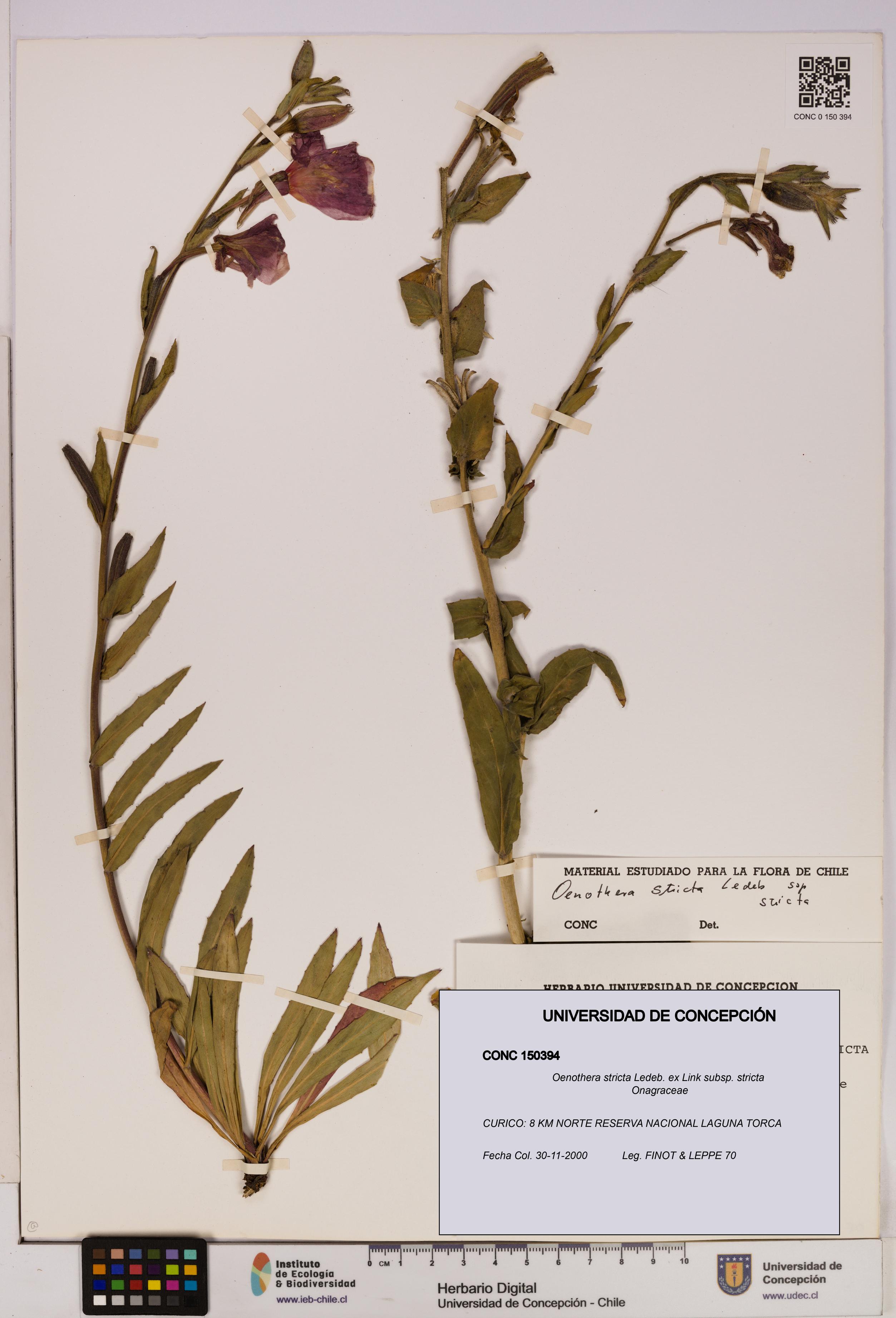 Oenothera stricta subsp. stricta [Espécimen: UDEC:CONC:0150394]