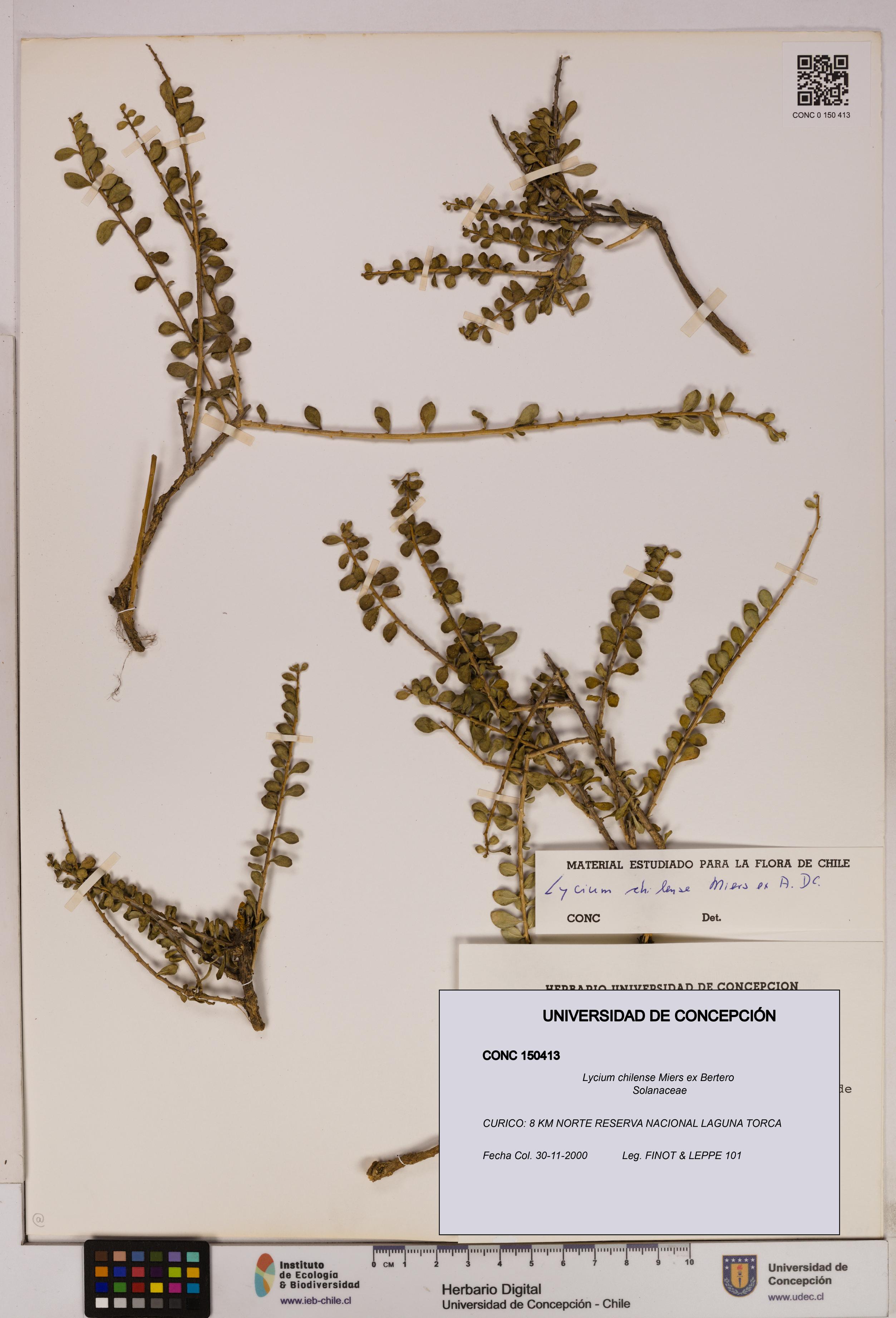 Lycium chilense [Espécimen: UDEC:CONC:0150413]