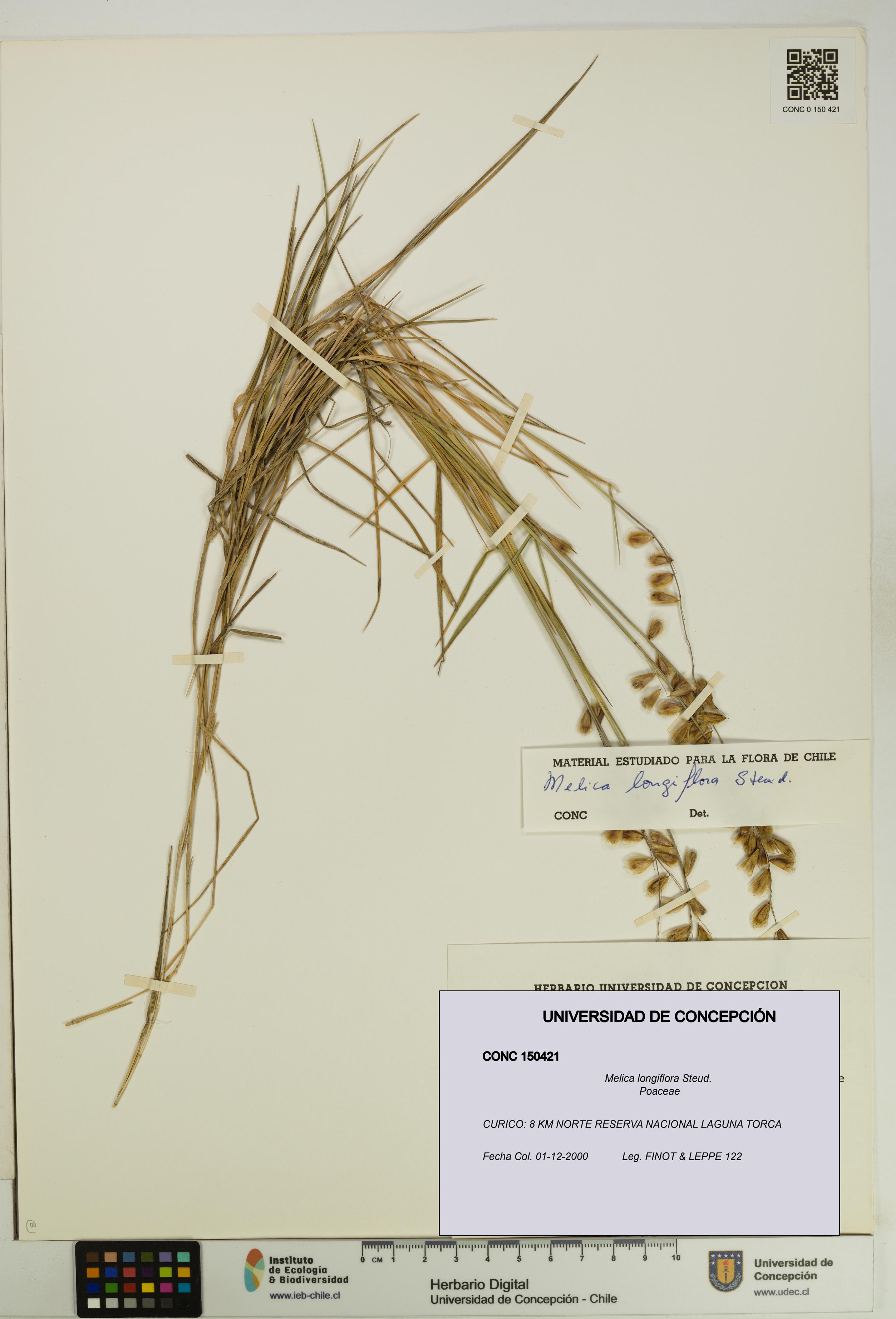 Melica longiflora [Espécimen: UDEC:CONC:0150421]