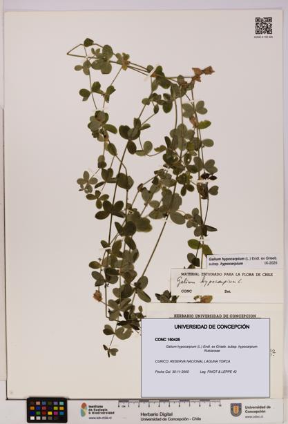 Galium hypocarpium subsp. hypocarpium [Espécimen: UDEC:CONC:0150425]