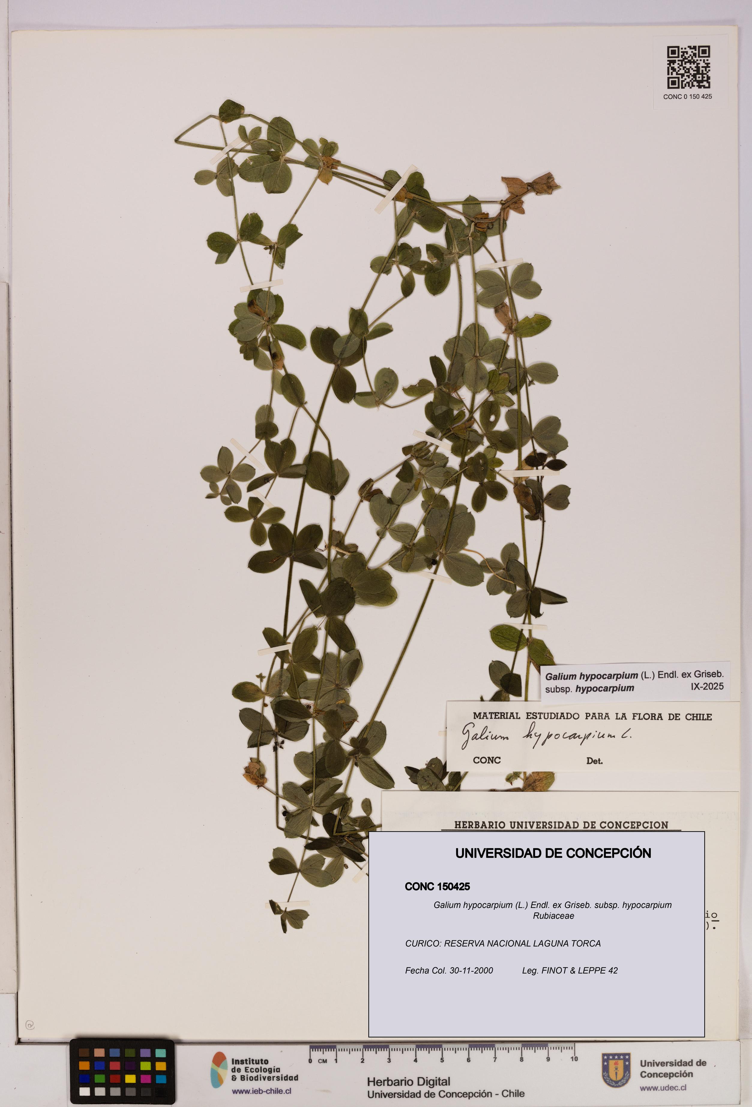 Galium hypocarpium subsp. hypocarpium [Espécimen: UDEC:CONC:0150425]