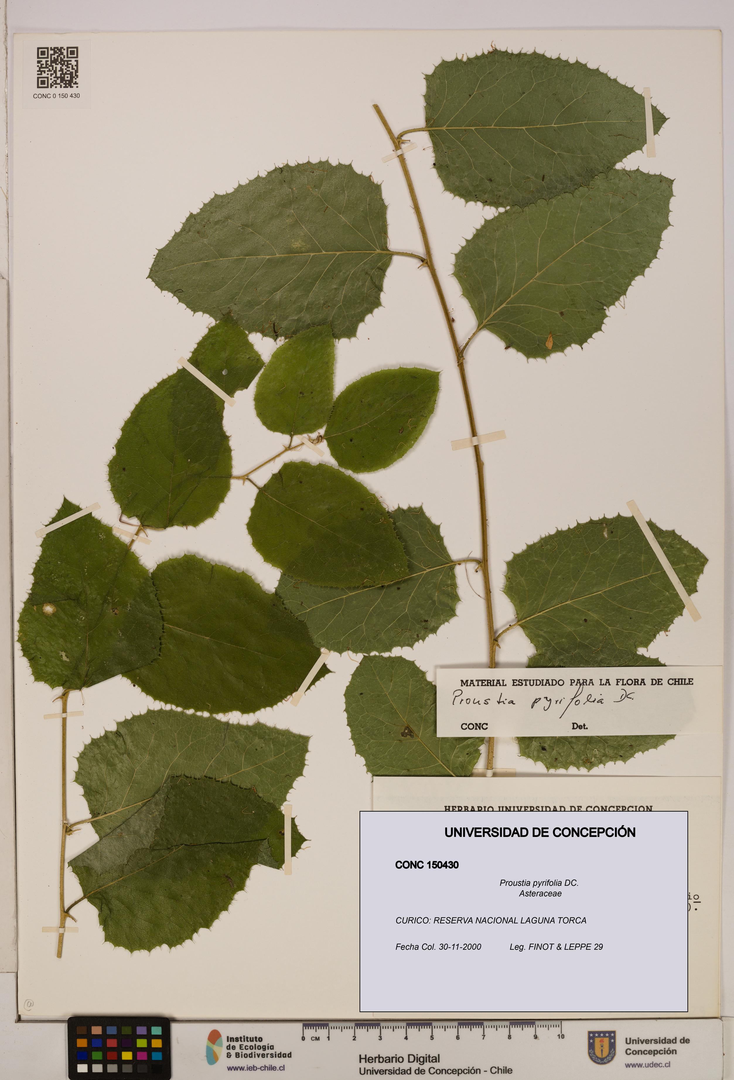 Proustia pyrifolia [Espécimen: UDEC:CONC:0150430]