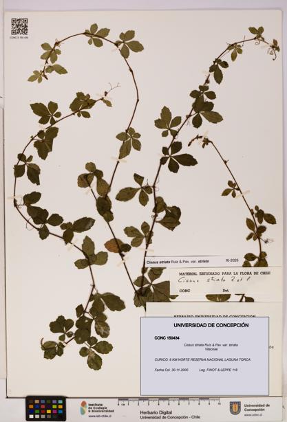 Cissus striata var. striata [Espécimen: UDEC:CONC:0150434]