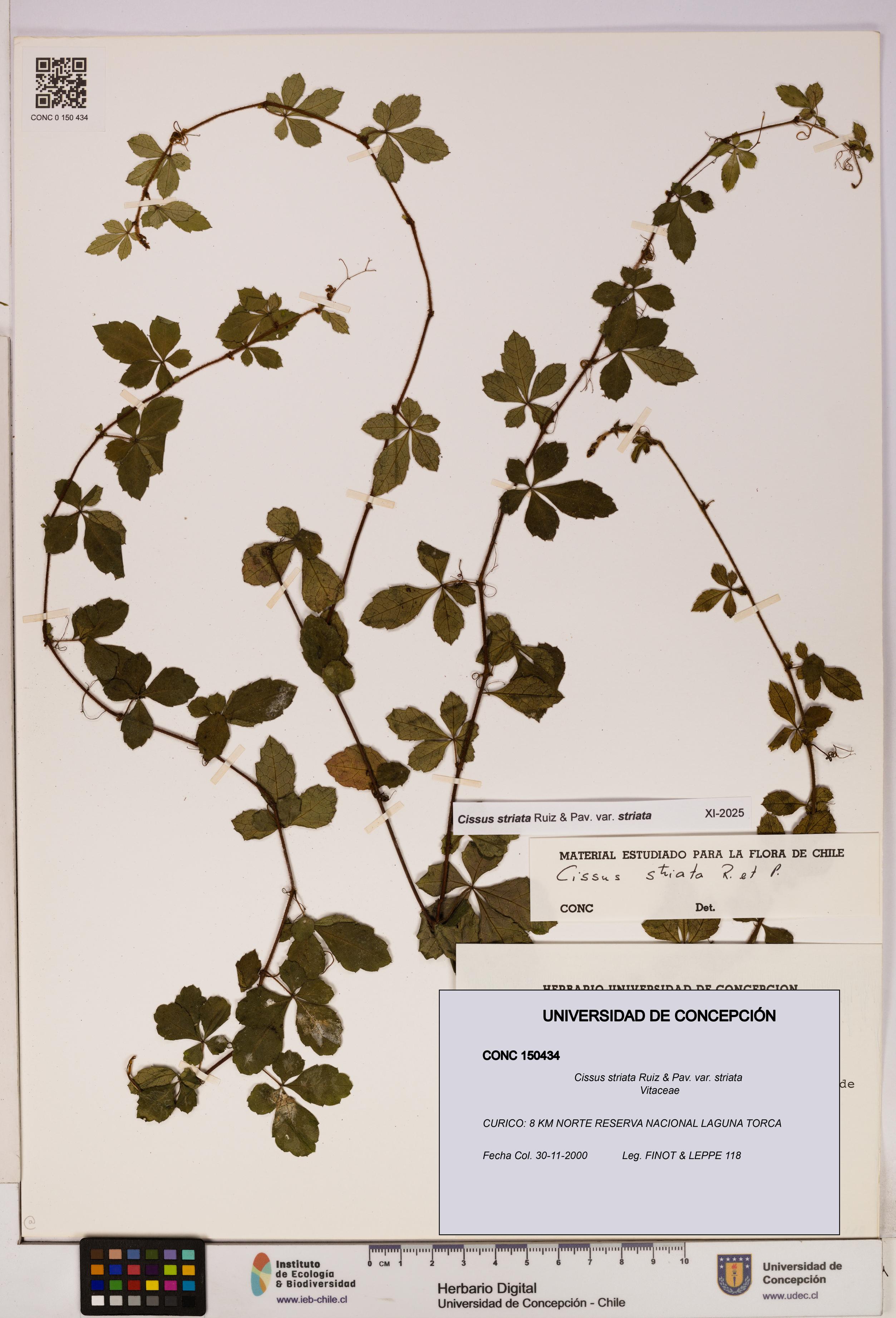 Cissus striata var. striata [Espécimen: UDEC:CONC:0150434]