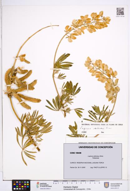 Lupinus arboreus [Espécimen: ]