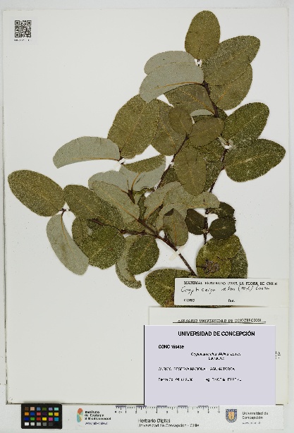 Cryptocarya alba [Espécimen: UDEC:CONC:0150439]