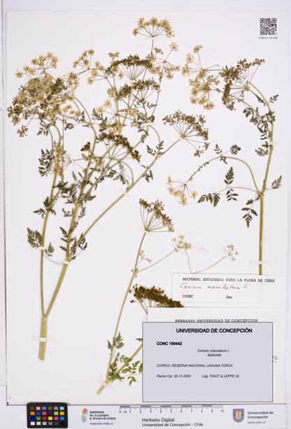 Conium maculatum [Espécimen: ]