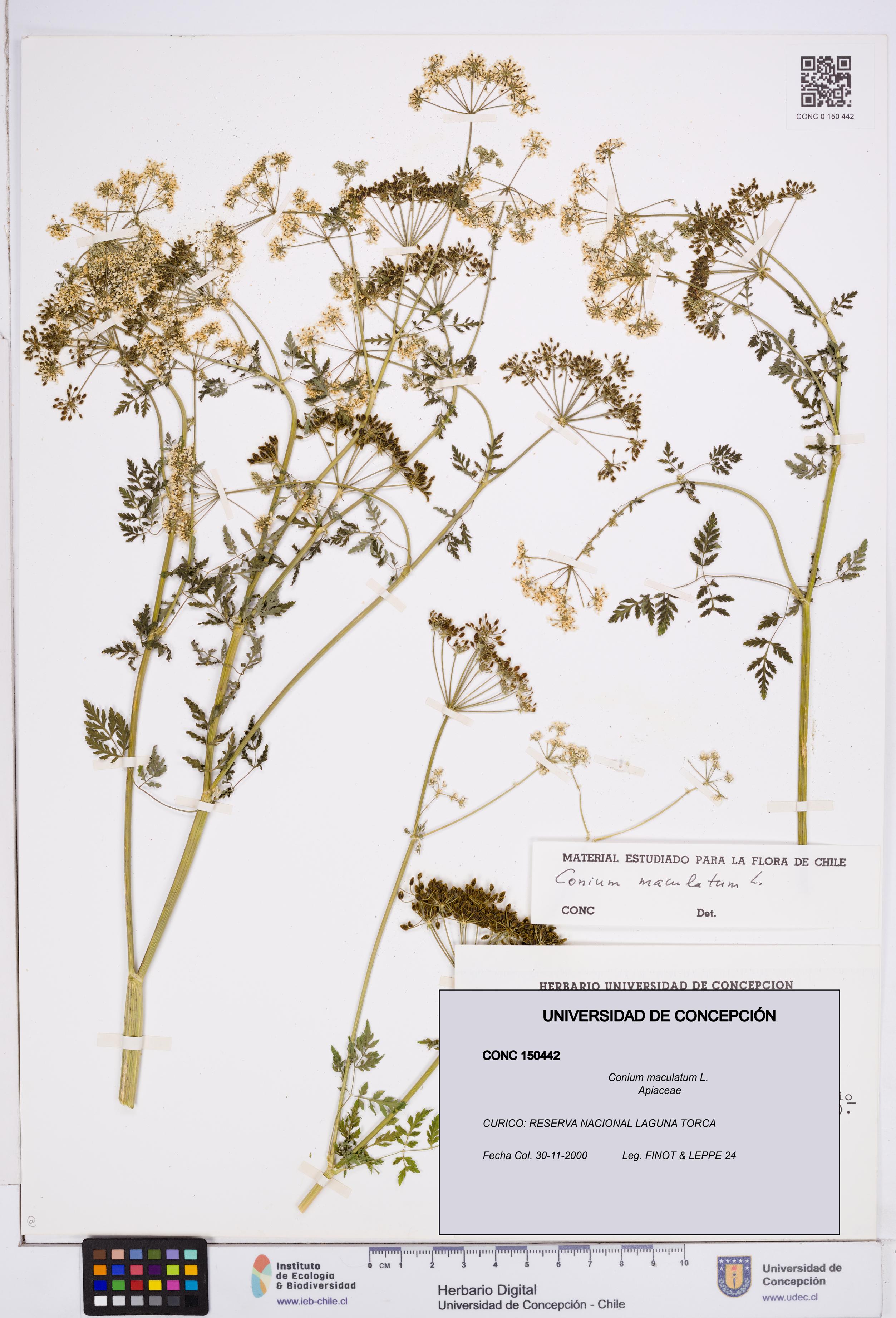 Conium maculatum [Espécimen: ]