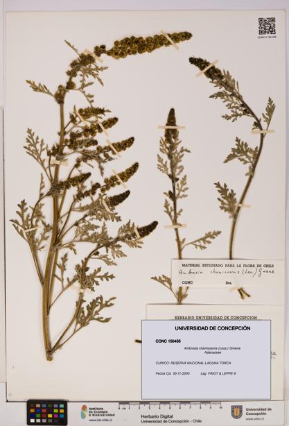 Ambrosia chamissonis [Espécimen: UDEC:CONC:0150455]