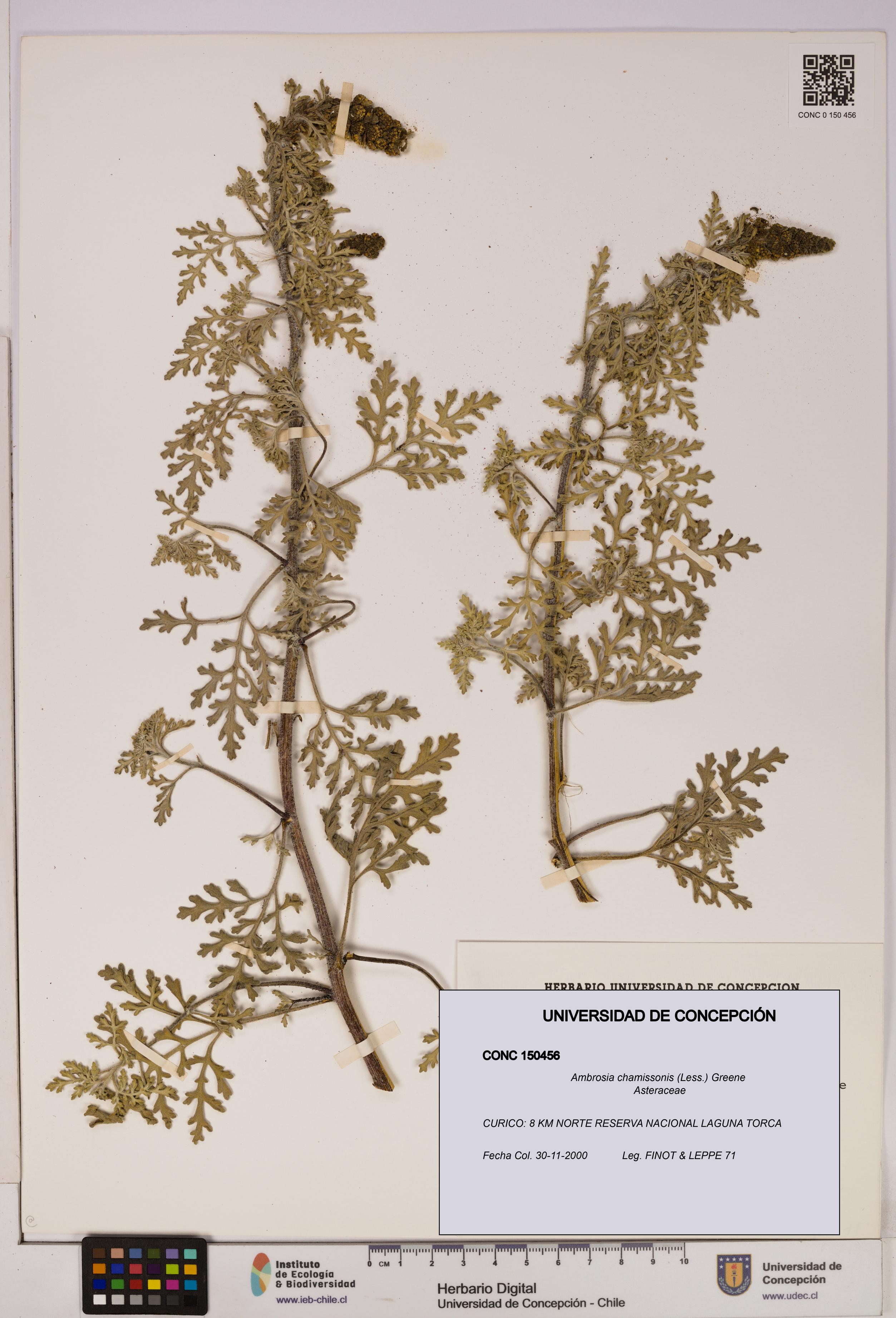 Ambrosia chamissonis [Espécimen: UDEC:CONC:0150456]