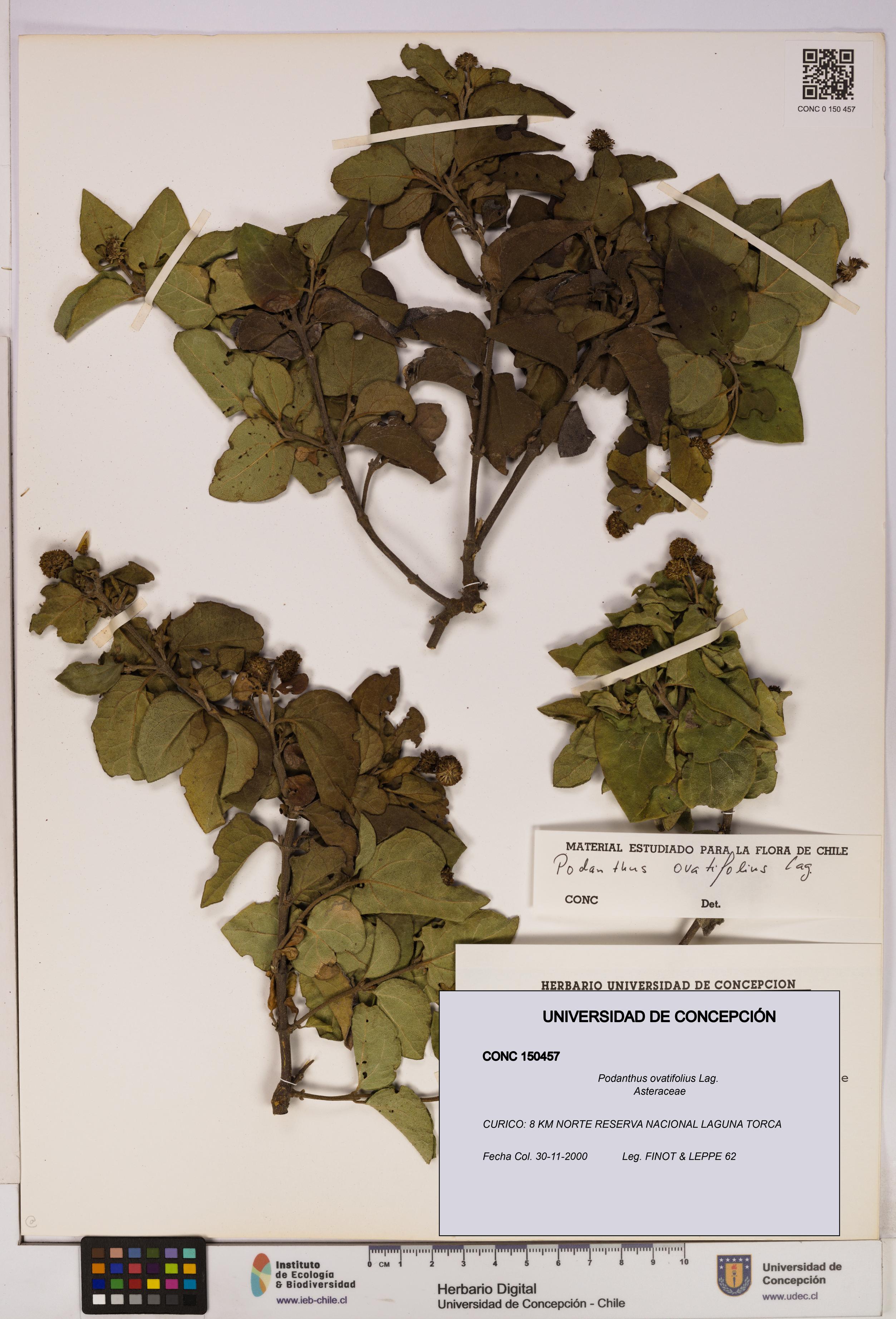 Podanthus ovatifolius [Espécimen: ]