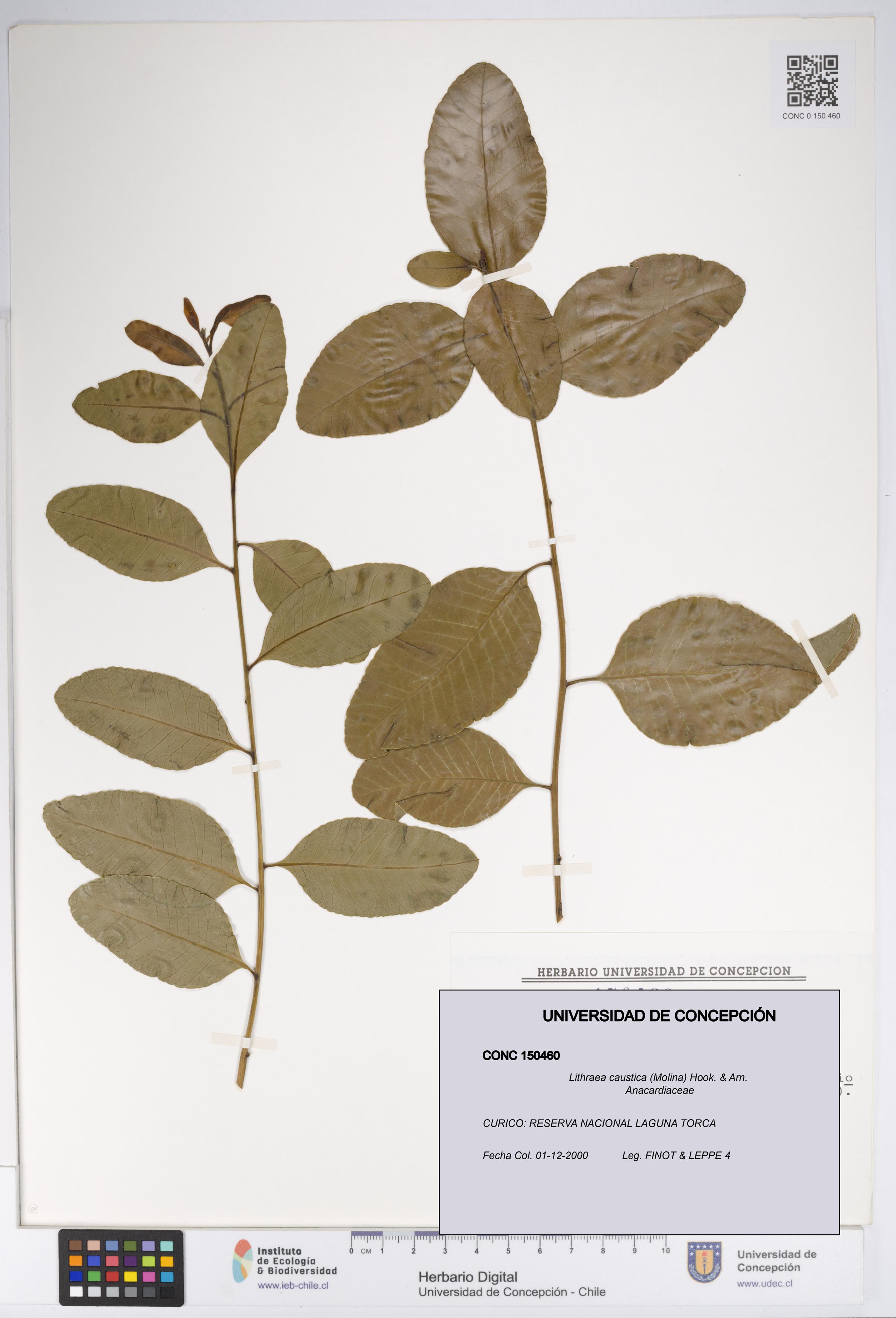 Lithraea caustica [Espécimen: UDEC:CONC:0150460]