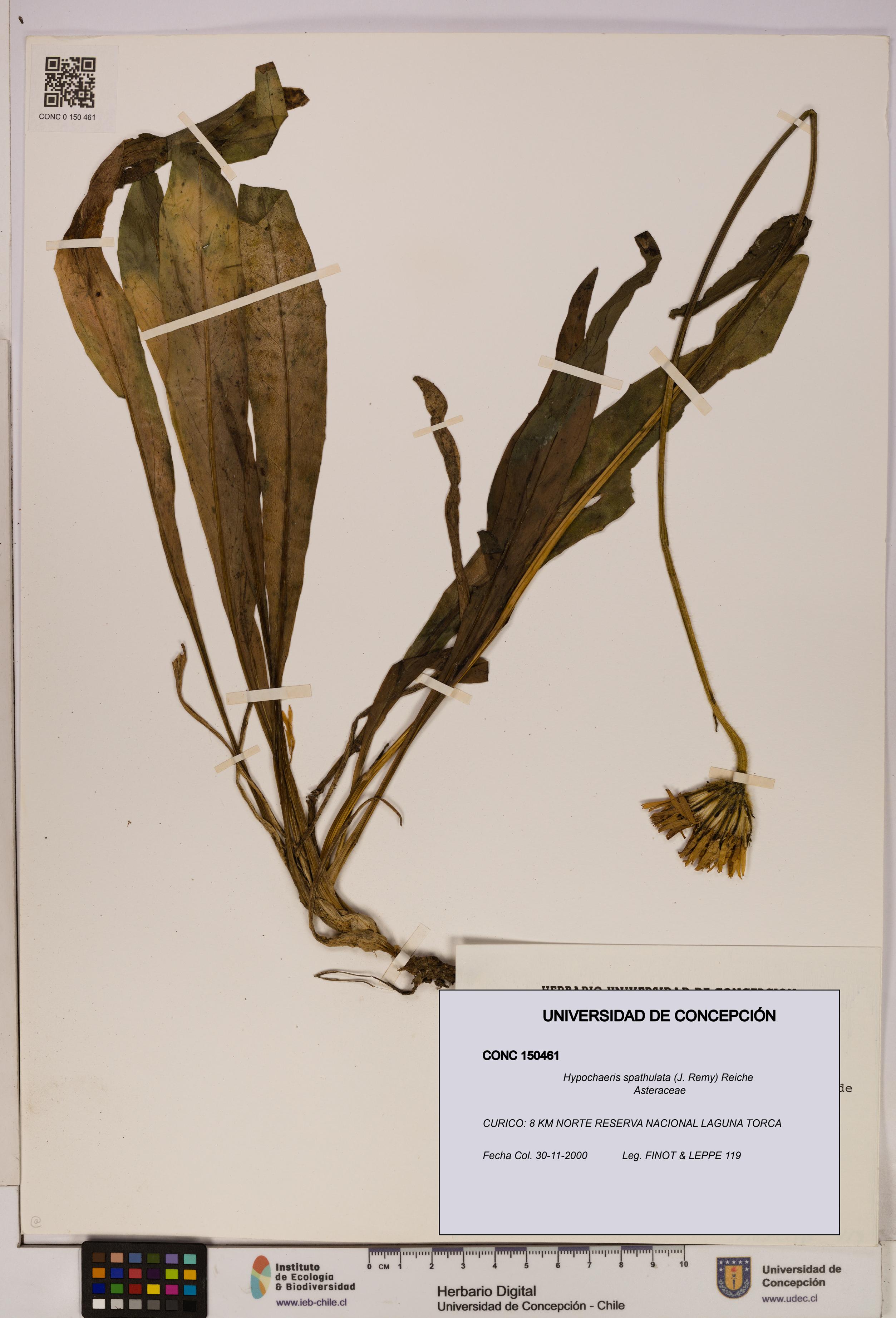 Hypochaeris spathulata [Espécimen: UDEC:CONC:0150461]