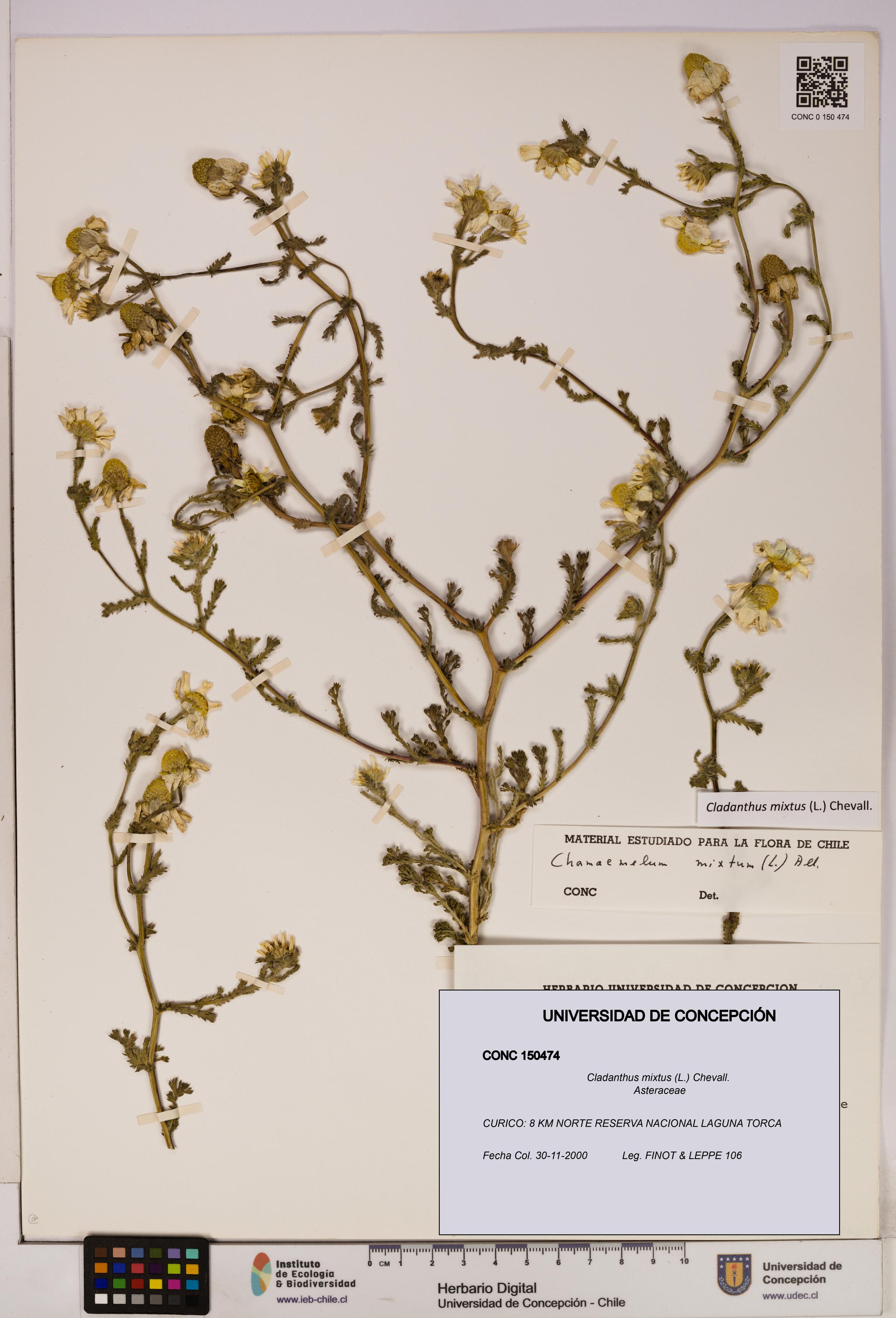 Cladanthus mixtus [Espécimen: UDEC:CONC:0150474]