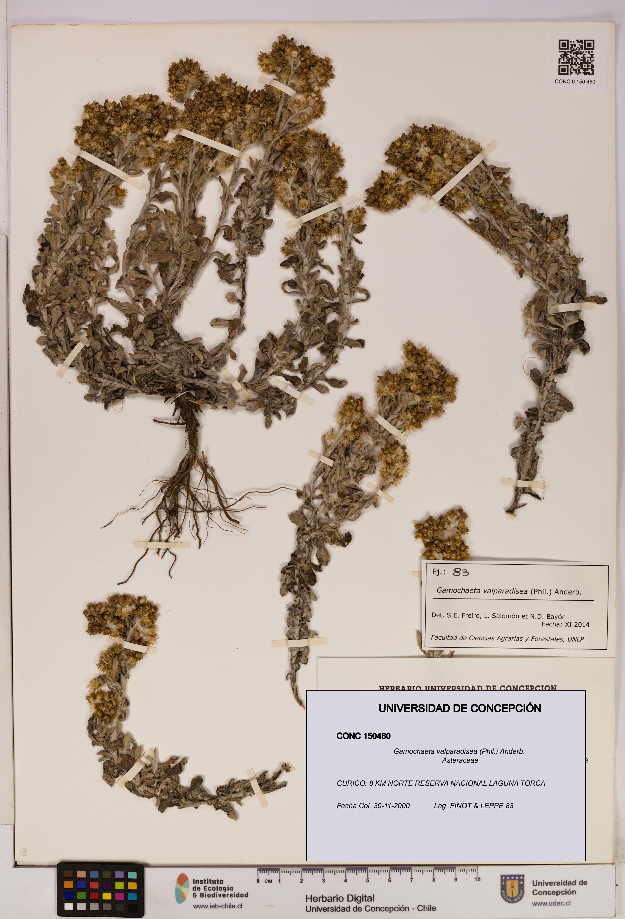 Gamochaeta valparadisea [Espécimen: UDEC:CONC:0150480]