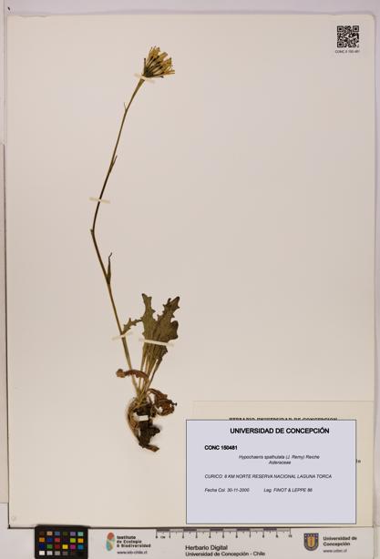 Hypochaeris spathulata [Espécimen: UDEC:CONC:0150481]