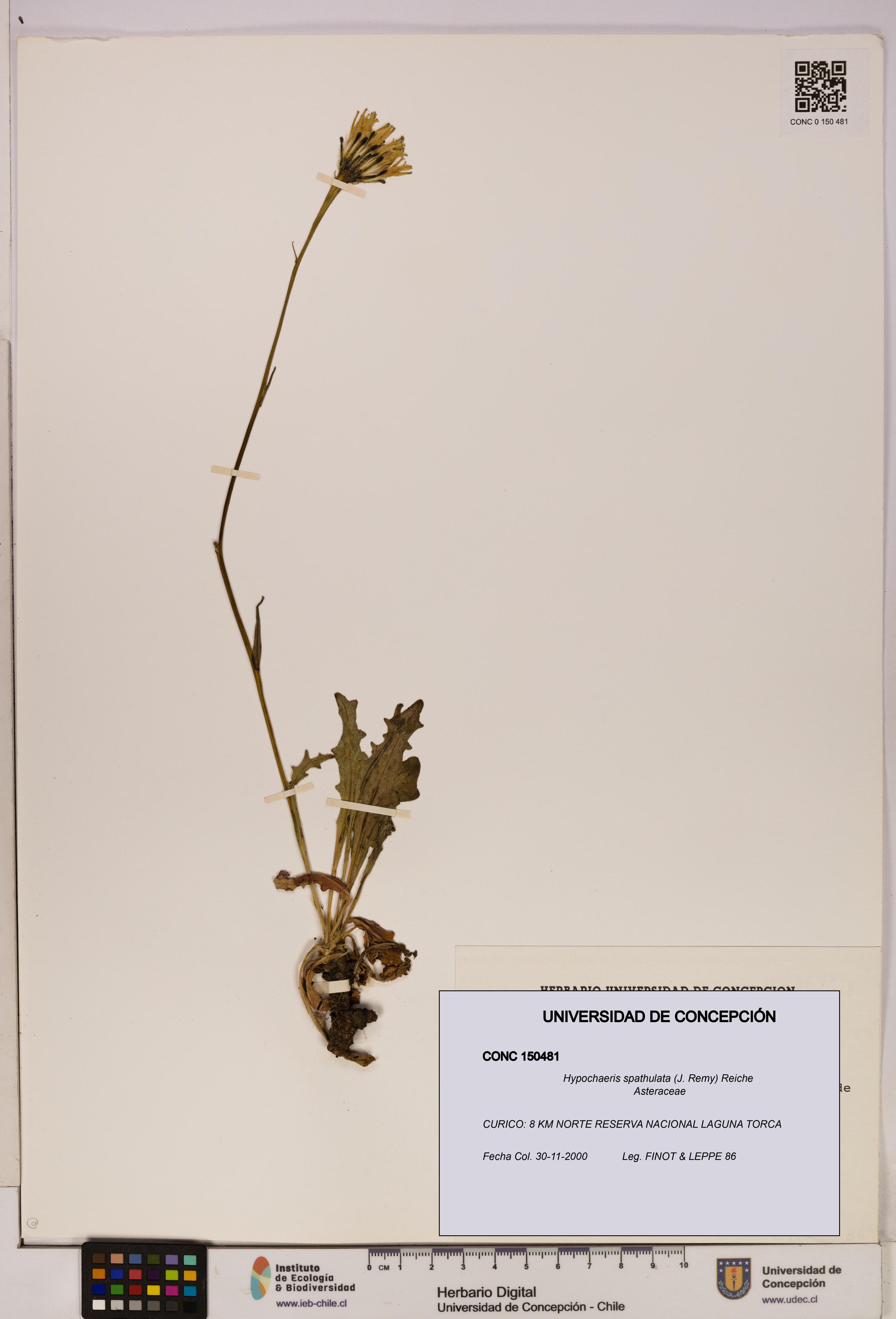 Hypochaeris spathulata [Espécimen: UDEC:CONC:0150481]