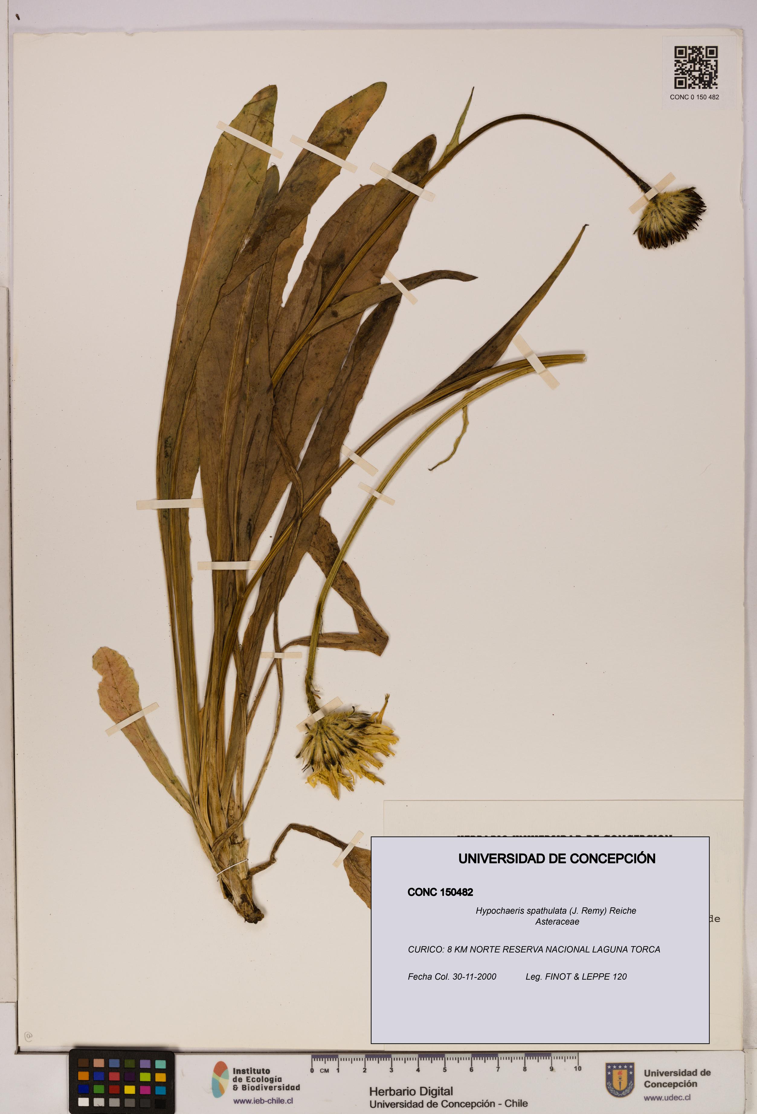 Hypochaeris spathulata [Espécimen: UDEC:CONC:0150482]