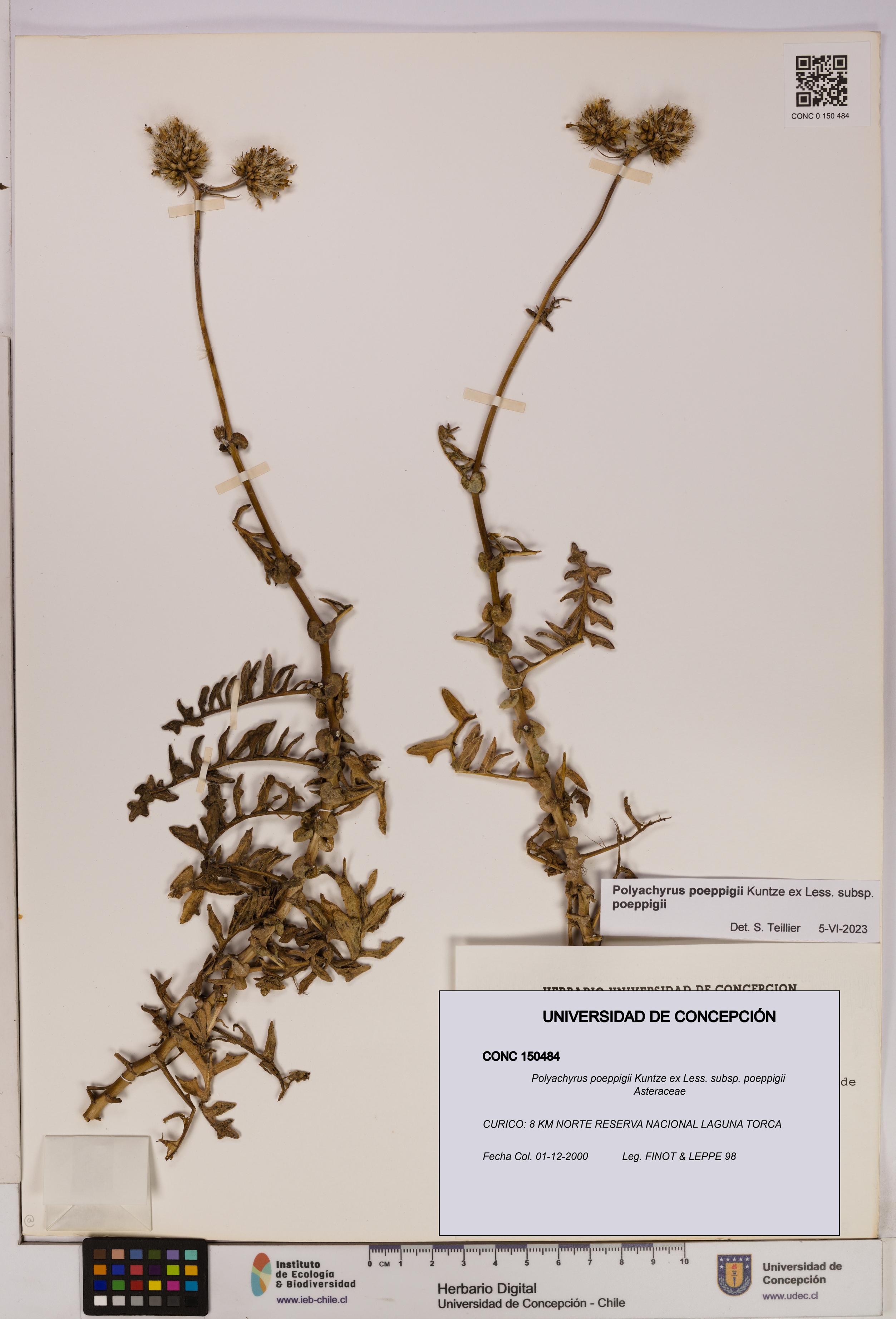 Polyachyrus poeppigii [Espécimen: UDEC:CONC:0150484]