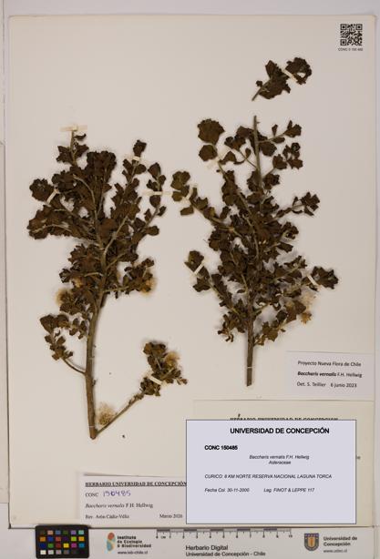 Baccharis vernalis [Espécimen: UDEC:CONC:0150485]